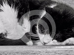 Sleeping Black and White Cat