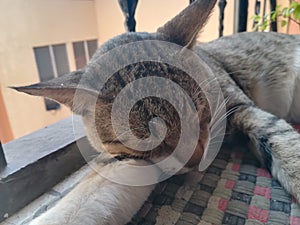 Sleeping pet cat in mat