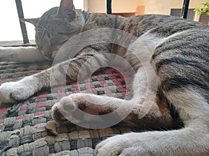 Sleeping pet cat in mat