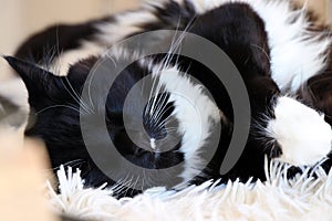 Sleeping Black and White Ragdoll cat on Fluffy Blanket