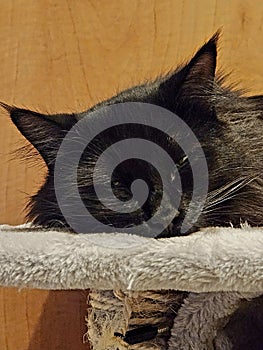Sleeping Blackcat on a wooden background