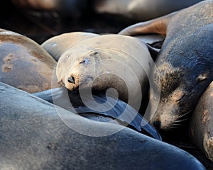 Sleeping blonde sea lion pup