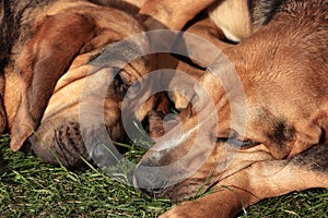 Sleeping Bloodhounds