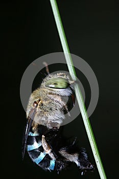 Sleeping blue-banded bee on the stem of a plant