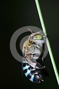 Sleeping blue-banded bee on the stem of a plant