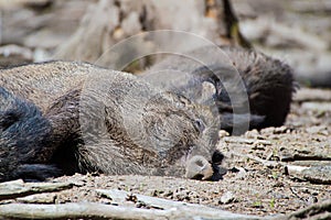 Sleeping boar