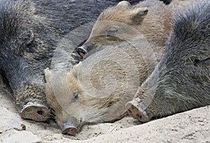 Sleeping Boars