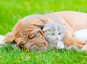 Sleeping Bordeaux puppy dog hugs newborn kitten on green grass