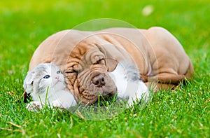 Sleeping Bordeaux puppy dog hugs newborn kitten on green grass