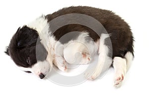 Sleeping border collie puppy