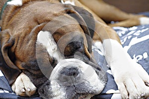 Sleeping Boxer dog