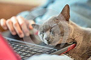 Sleeping British cat on laptop