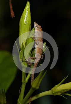 Sleeping brown anole at night on plant