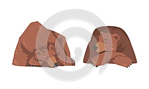 Sleeping Brown Bear as Large Wild Terrestrial Carnivore Mammal with Thick Fur Vector Set