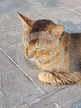 Sleeping brown cat woth black stripes