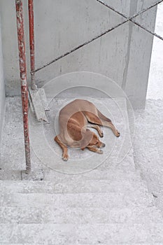 Sleeping brown dog at the house under construction