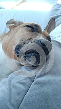 Sleeping brown dog on a pale background