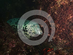 Sleeping bull grey seal