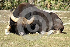 Sleeping Bull with Horns