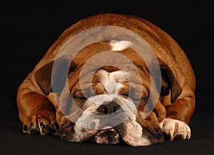 Sleeping bulldog