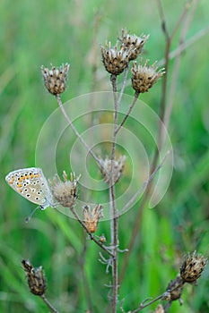 Sleeping butterfly sitting on dry grass at dusk- closeup photo