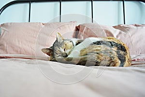 Sleeping calico cat on bed with pink linen pillows and blanket