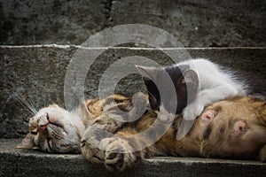 Sleeping calico cat mother is feeding her kitten
