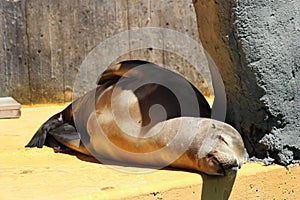 Sleeping California sea lion photo
