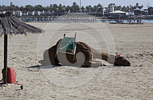 Sleeping Camel on Caleta de Fuste beach Fuerteventura Canary Islands