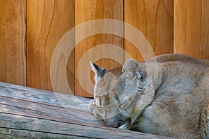 Sleeping Canadian Mountain Puma or Puma concolor