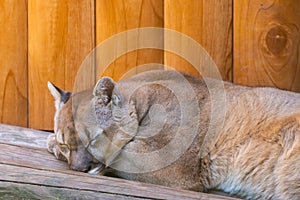 Sleeping Canadian Mountain Puma or Puma concolor