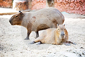 Sleeping capybara. ( rodent )