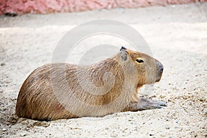 Sleeping capybara. ( rodent )