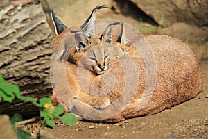 Sleeping caracals