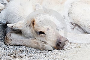 Sleeping caribou