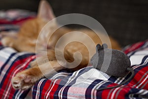 Sleeping cat