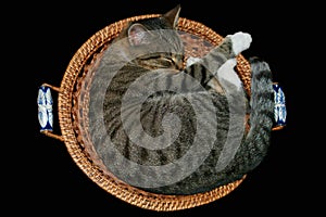 Sleeping cat