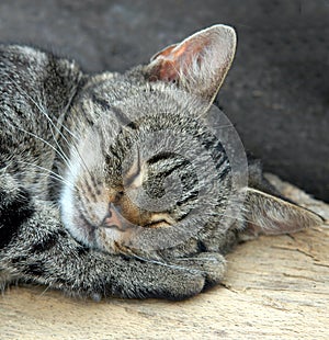 Sleeping cat