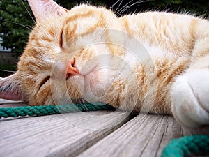Sleeping Cat
