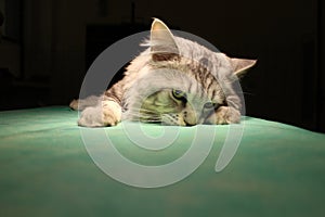 Sleeping cat in anesthesia