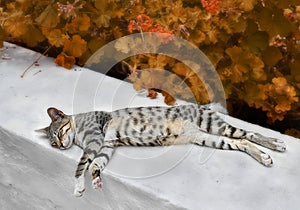 Sleeping cat in autumn