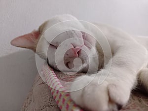 Sleeping Cat in bed