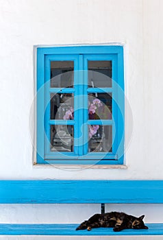 Sleeping cat on a bench in front of a Greek, blue window