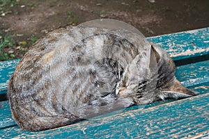 Sleeping cat on the bench. horizontal