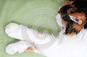 Sleeping cat on blanket