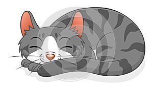 Sleeping cat