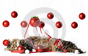 Sleeping Cat with Christmas Ornaments