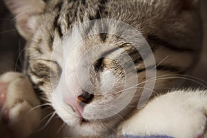 Sleeping cat close-up