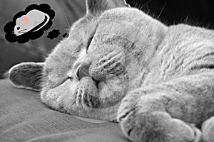 Sleeping cat dreaming of mice