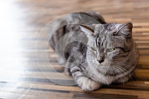 A Sleeping cat face closeup